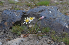 Taraxacum pseudoroseum