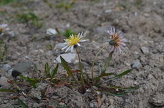 Taraxacum pseudoroseum