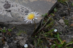Taraxacum pseudoroseum