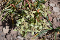 Leontopodium ochroleucum