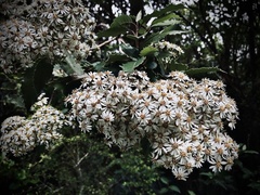 Olearia × macrodonta