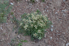 Leontopodium ochroleucum