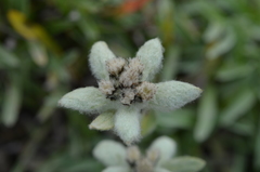 Leontopodium ochroleucum