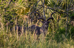 Tragelaphus strepsiceros