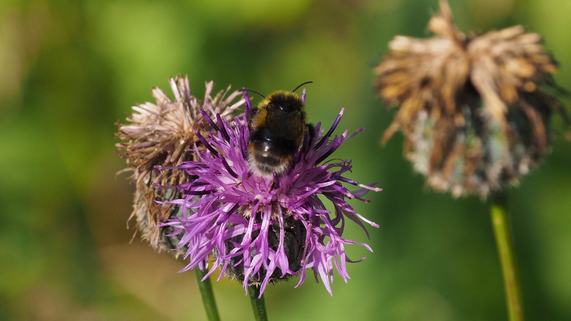 Polar Bumble Bee (Bombus polaris) · iNaturalist