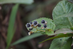 Persicaria chinensis