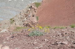 Potentilla pamiroalaica