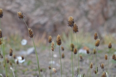 Calamagrostis anthoxanthoides