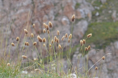 Calamagrostis anthoxanthoides