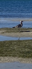 Larus pacificus