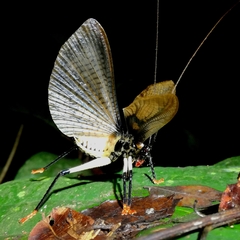 Capnogryllacris borneoensis