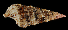 Cerithium atratum