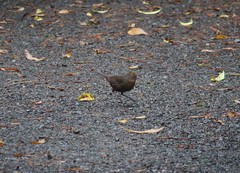 Pycnoptilus floccosus