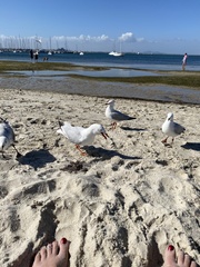 Chroicocephalus novaehollandiae