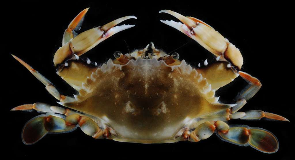 Ornate Blue Crab