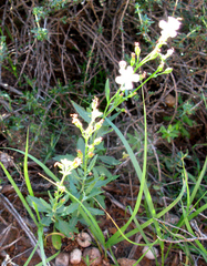 Chaenostoma halimifolium