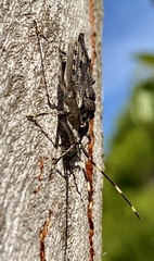 Alcaeus varicornis