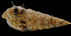 Cerithium