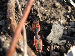 Pyrrhocoris apterus