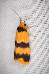 Stenoscaptia venusta