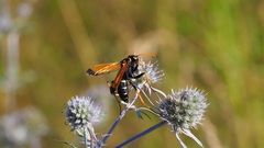 Parabatozonus lacerticida