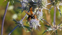 Parabatozonus lacerticida