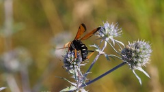 Parabatozonus lacerticida