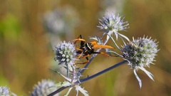 Parabatozonus lacerticida