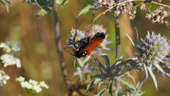 Parabatozonus lacerticida