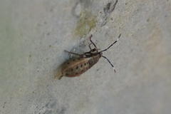 Physopelta gutta