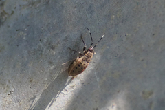 Physopelta gutta