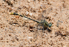 Austrogomphus australis