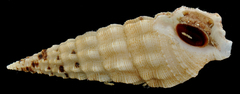 Cerithium
