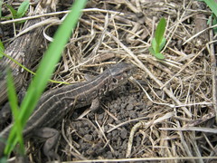 Lacerta agilis