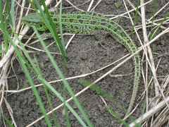 Lacerta agilis
