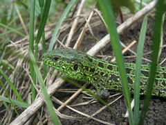 Lacerta agilis