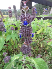 Salvia clinopodioides