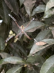 Argiope aemula