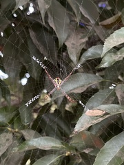 Argiope aemula