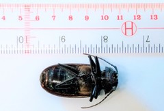 Olethrius carolinensis