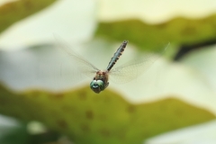 Hemicordulia armstrongi