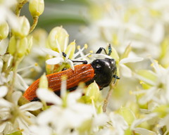 Castiarina rufipennis