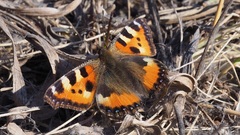 Aglais urticae