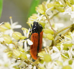 Castiarina rufipennis