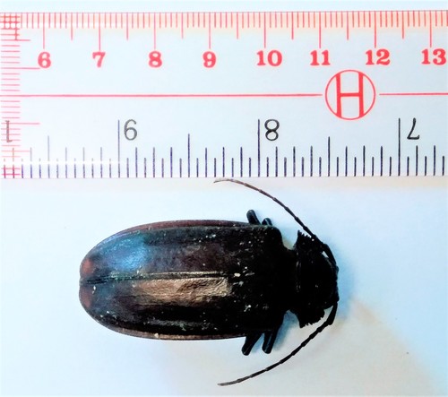 Olethrius carolinensis