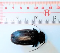 Olethrius carolinensis