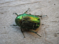 Cetonia aurata