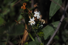 Jasminum elongatum