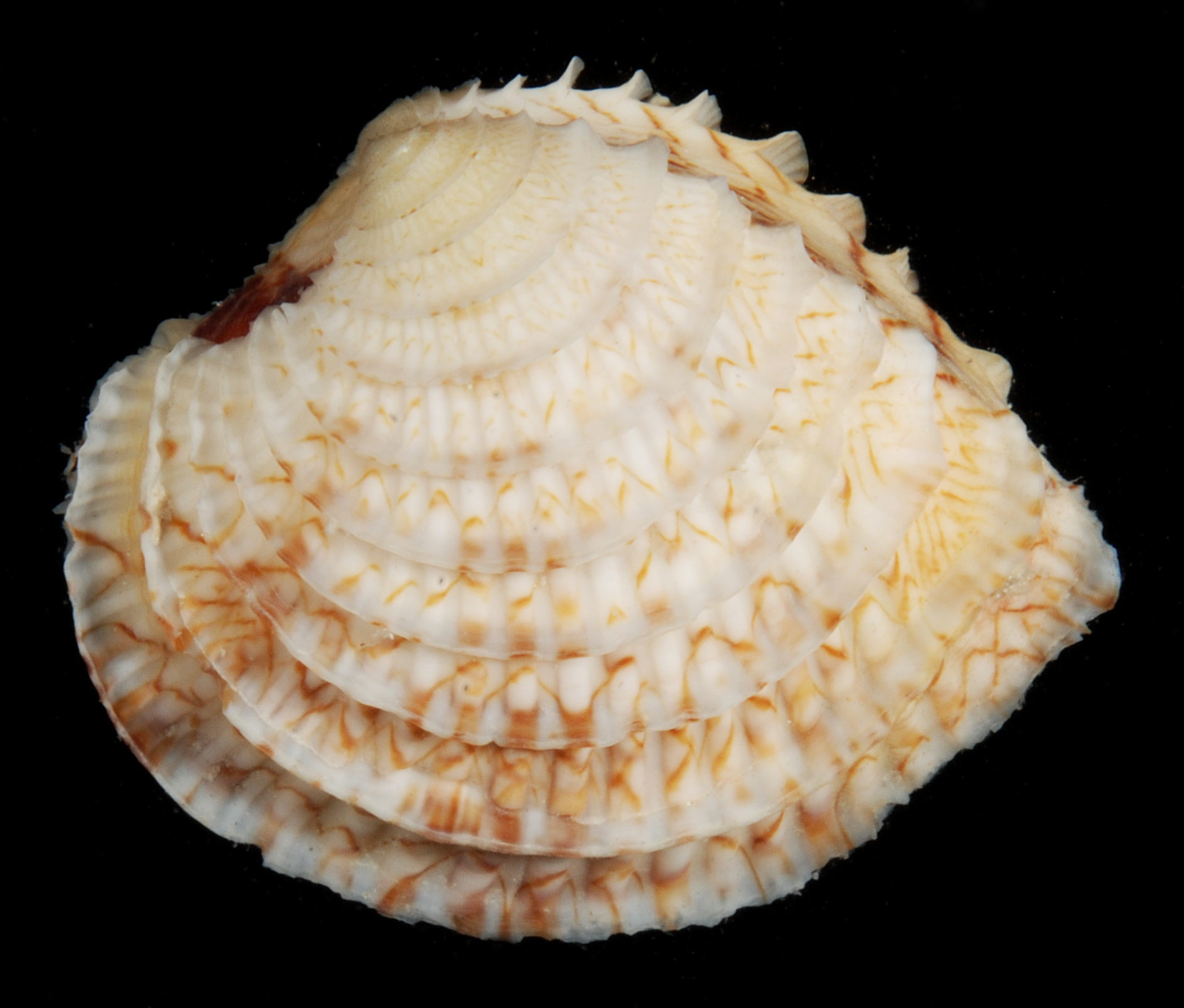 Chione
