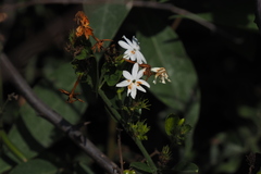 Jasminum elongatum